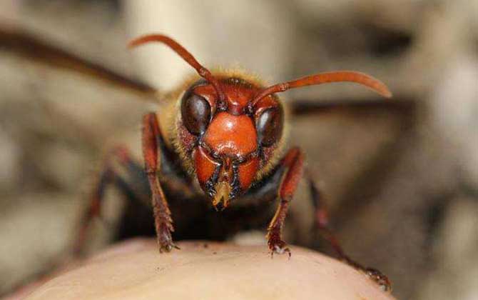 虎頭蜂100只能泡多少酒? 虎頭蜂