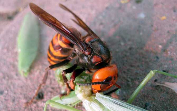 虎頭蜂怎么區分蜂王? 虎頭蜂