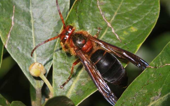 哪種虎頭蜂的毒性最強? 黑腹虎頭蜂