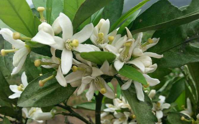 春季有哪些主要蜜源植物? 柑橘