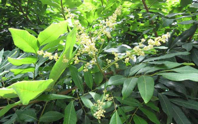 春季有哪些主要蜜源植物? 龍眼