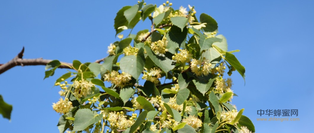 飼養(yǎng)管理｜抓好細節(jié),提高產量