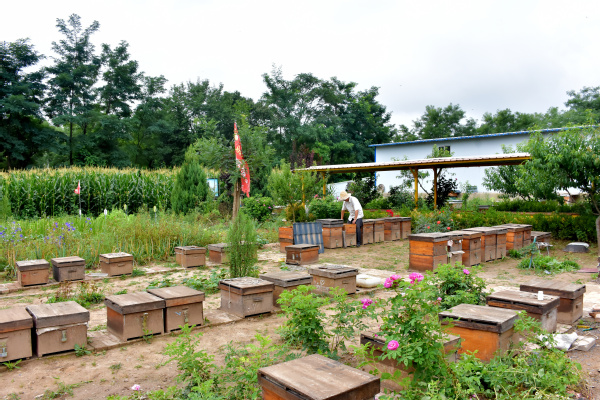 走進蜜蜂王國領(lǐng)略養(yǎng)蜂文化——經(jīng)濟管理學(xué)院“非遺助農(nóng)產(chǎn)業(yè)營銷”指導(dǎo)實踐團走進農(nóng)戶