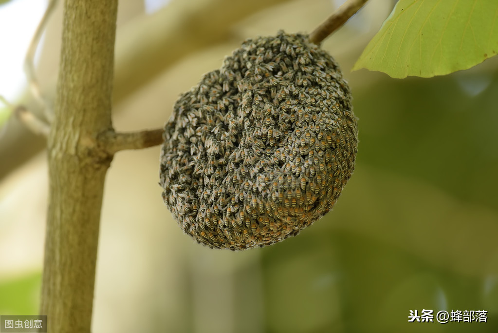 什么時(shí)候放誘蜂箱合適？3個(gè)關(guān)鍵時(shí)期，把握好，又是一個(gè)大豐收