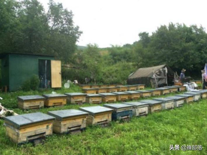 深洞中的土蜂蜜怎么取？農村人的土辦法，不挖不撬一網打盡