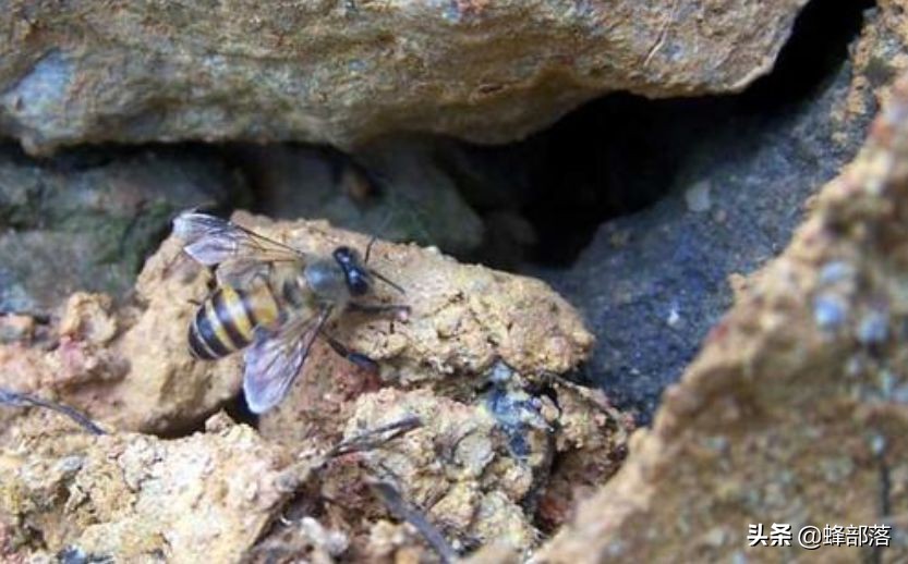 深洞中的土蜂蜜怎么??？農村人的土辦法，不挖不撬一網打盡