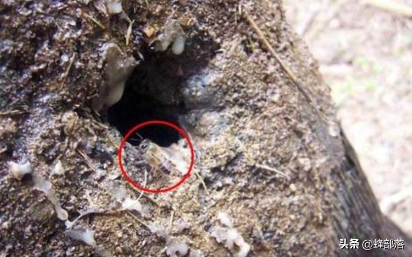 深洞中的土蜂蜜怎么??？農村人的土辦法，不挖不撬一網打盡
