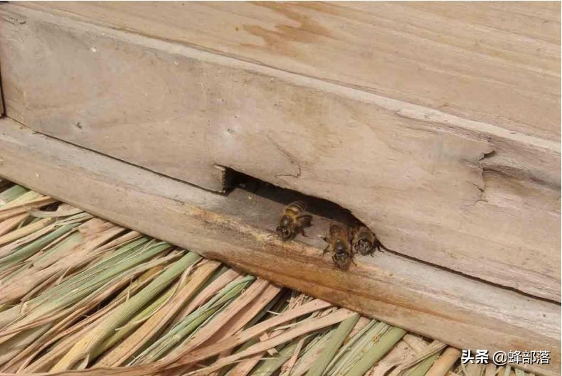 深洞中的土蜂蜜怎么取？農村人的土辦法，不挖不撬一網打盡