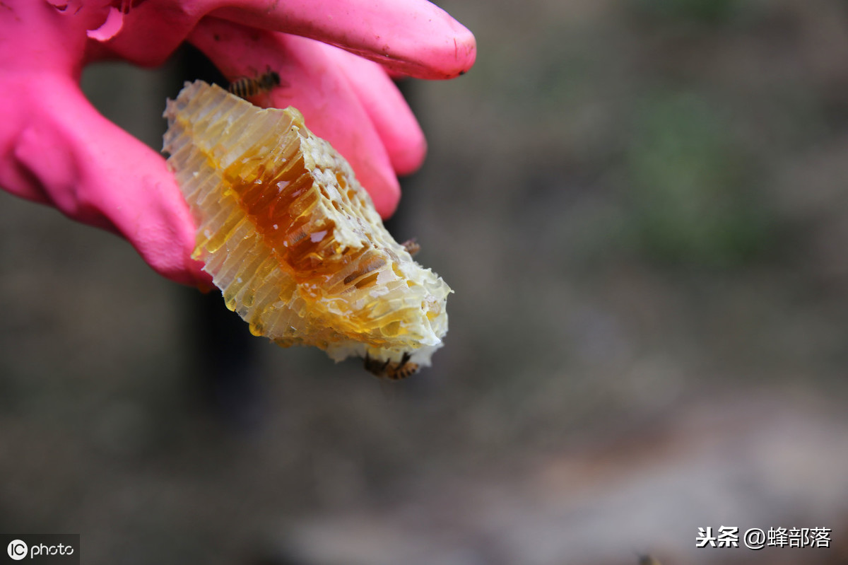蜜蜂養殖，養殖場蜜蜂多，如何取蜜好？老蜂農：3個配合取蜜更好