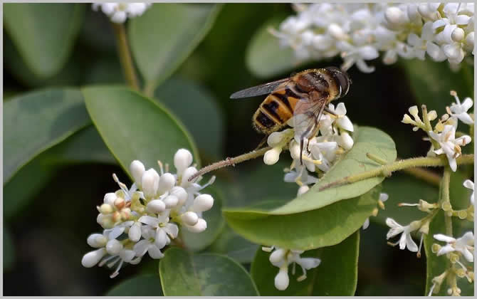 怎么自制中蜂巢礎？巢礎大小規格是多少