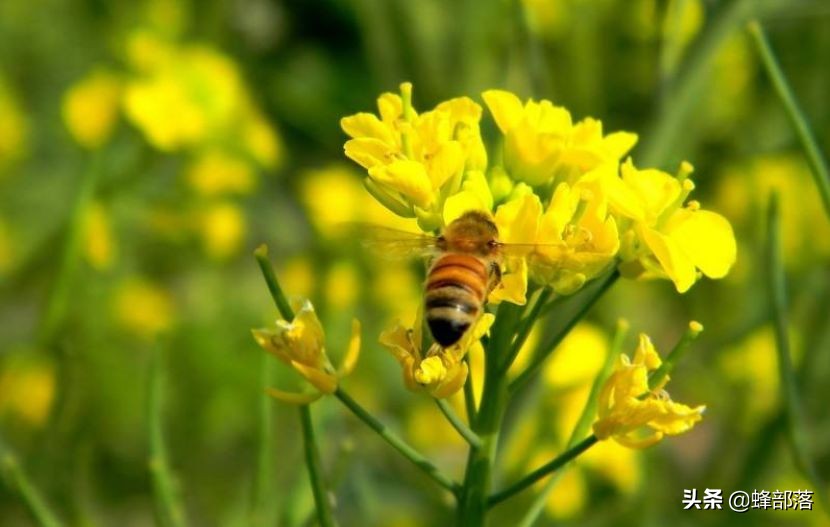 蜜蜂的平均壽命只有30天，為何冬天沒有沒花開不會團滅？