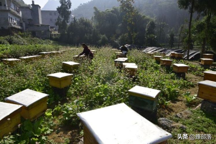 蜜蜂的平均壽命只有30天，為何冬天沒有沒花開不會團滅？