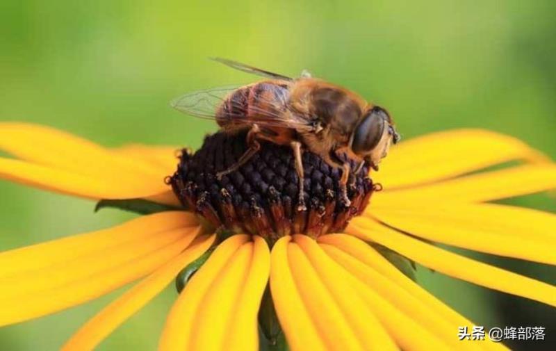 蜜蜂的平均壽命只有30天，為何冬天沒有沒花開不會團滅？