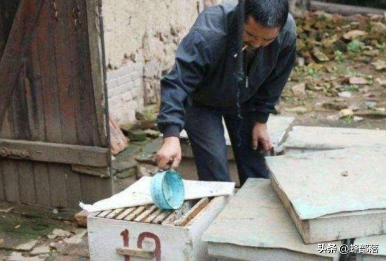 蜜蜂的平均壽命只有30天，為何冬天沒有沒花開不會團滅？