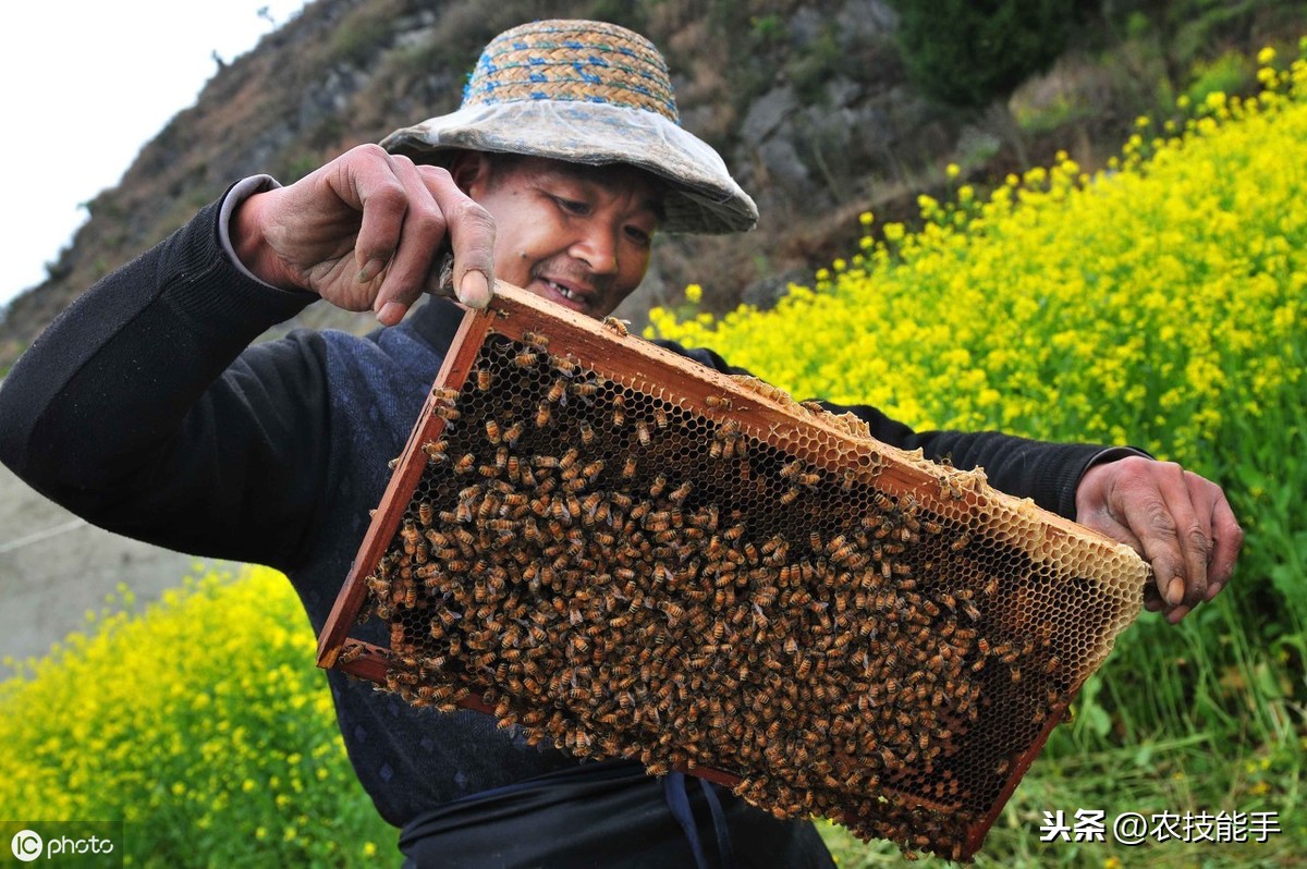 養(yǎng)殖蜜蜂時(shí)，選擇蜂種很關(guān)鍵，總結(jié)3種選用良種的原則介紹
