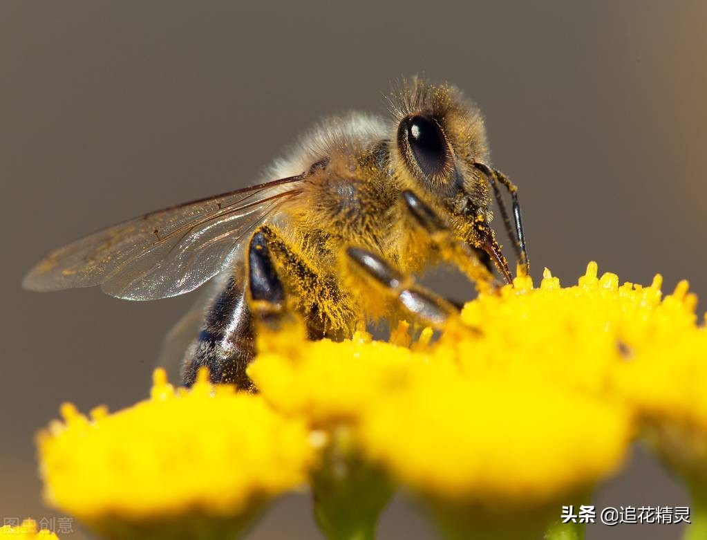 如果蜜蜂有思想，還會勤勞嗎？看工蜂勞動的動力，論養蜂人的是非