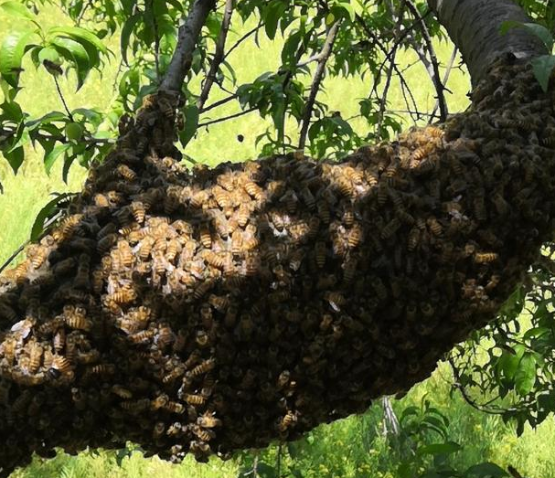 怎樣才能養好中華蜜蜂？