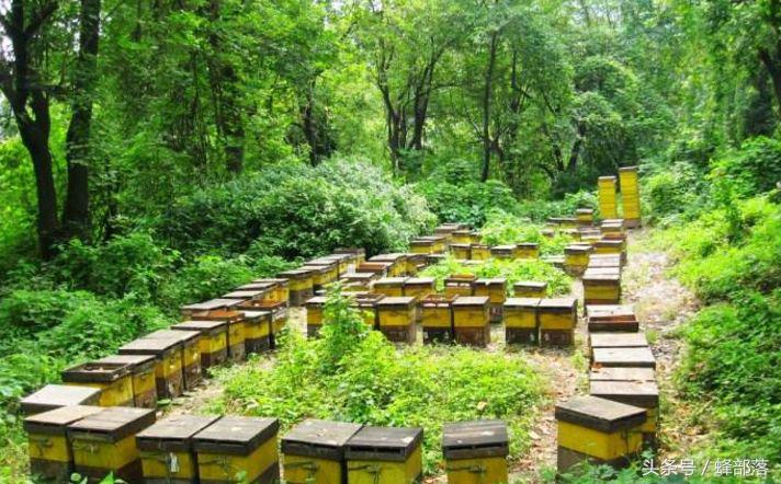 農(nóng)村養(yǎng)蜂補(bǔ)貼怎么拿？能拿到多少？