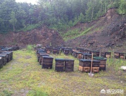 養(yǎng)蜂人是怎么養(yǎng)蜂的(如何才能學會養(yǎng)蜂?)