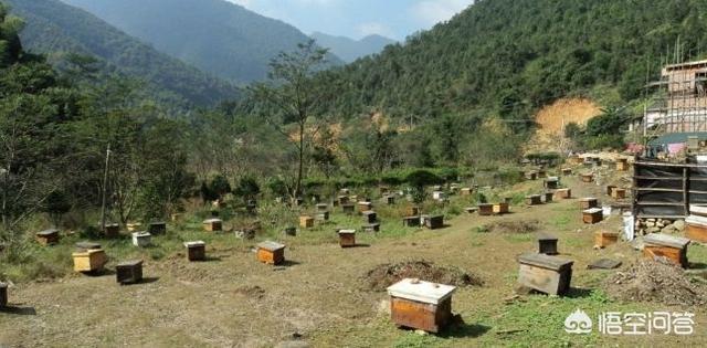 養(yǎng)蜂人是怎么養(yǎng)蜂的(如何才能學會養(yǎng)蜂?)