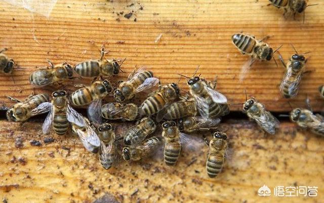 養(yǎng)蜂人是怎么養(yǎng)蜂的(如何才能學會養(yǎng)蜂?)