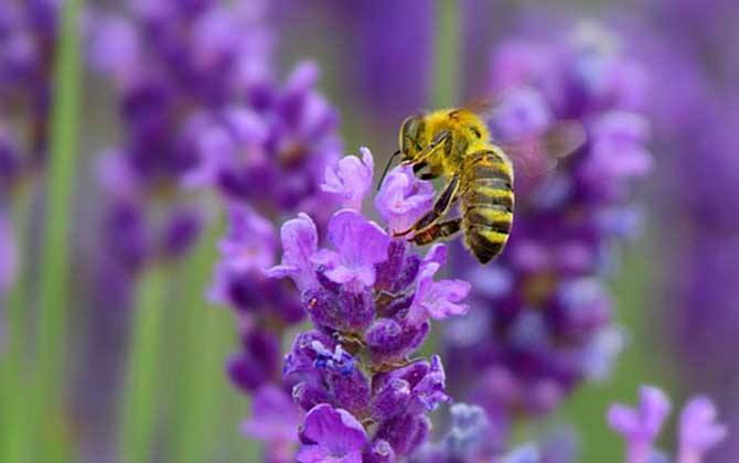 蜜蜂是益蟲還是害蟲？