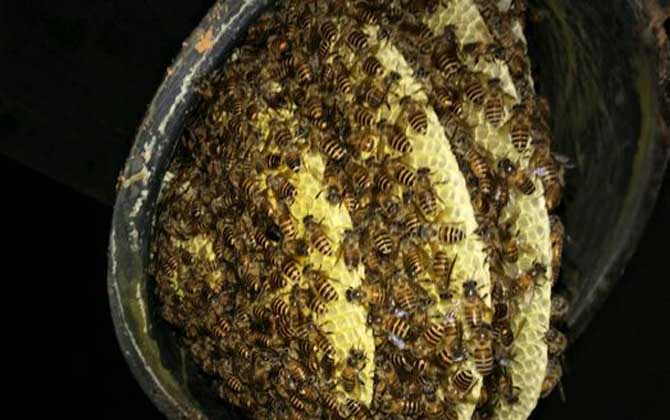 養(yǎng)十箱中蜂一年收入多少錢？(10箱蜂能賺多少錢)