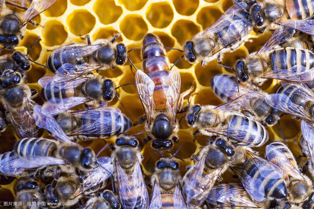 蜜蜂蜂王怎么抓? 蜜蜂蜂王怎么抓?