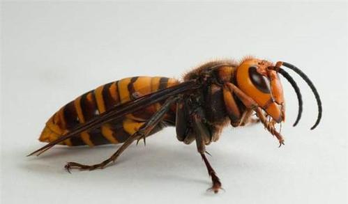 虎頭蜂飛到家里來好不好(馬蜂來家里是福還是禍?) 虎頭蜂飛到家里來好不好(馬蜂來家里是福還是禍?)