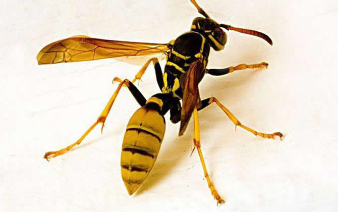 馬蜂的窩里有蜂蜜嗎？會不會釀蜜？