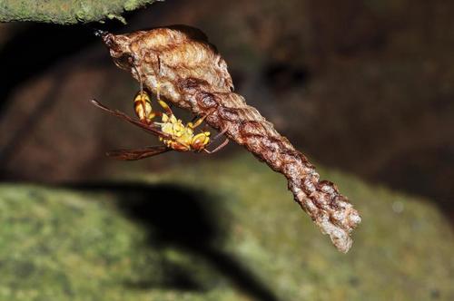 馬蜂和胡蜂有什么區別（馬蜂和胡蜂的區分方法）