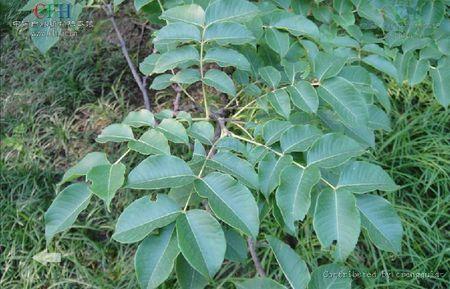 黃柏樹花有蜜嗎（黃柏樹花蜜的功效和作用）