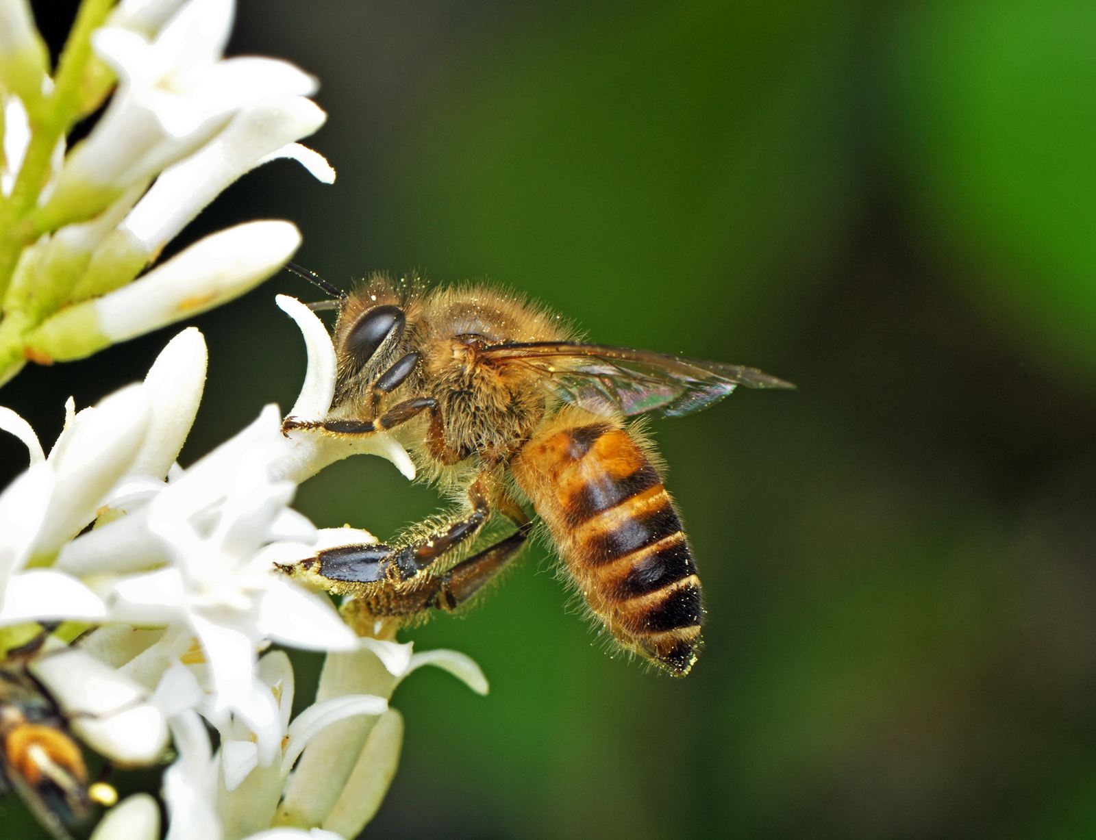 養蜂難不難(養蜂要注意什么問題) 養蜂難不難(養蜂要注意什么問題)
