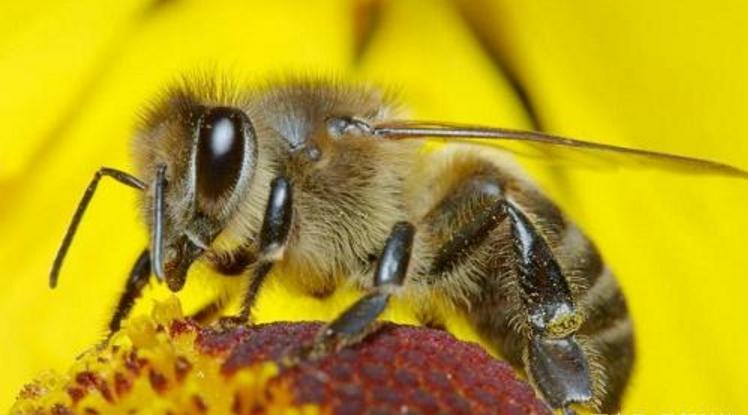 阿壩中蜂采蜜強嗎(買中華蜜蜂買什么蜂王采蜜最強) 阿壩中蜂采蜜強嗎(買中華蜜蜂買什么蜂王采蜜最強)