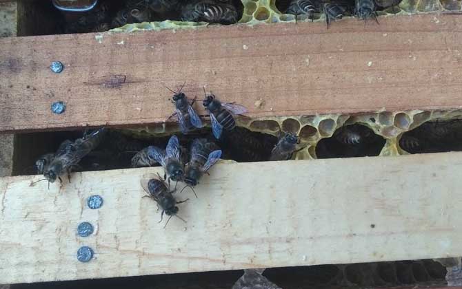 冬天蜜蜂怎么喂養糖水(可以給蜜蜂喂糖水么) 冬天蜜蜂怎么喂養糖水(可以給蜜蜂喂糖水么)