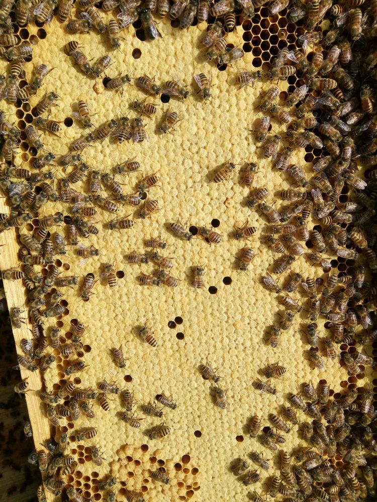 連蜂帶脾補弱群怎么操作(哪些情況下蜂群需帶蜂補子脾) 連蜂帶脾補弱群怎么操作(哪些情況下蜂群需帶蜂補子脾)