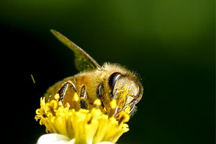 松丹一號蜂能取漿嗎（中華蜜蜂也能取蜂王漿，為什么養蜂人都不取呢）