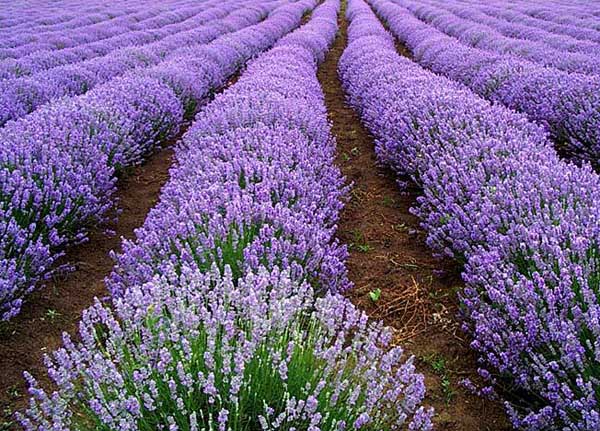 熏衣草什么時候開花（薰衣草開花時間和花期天數）