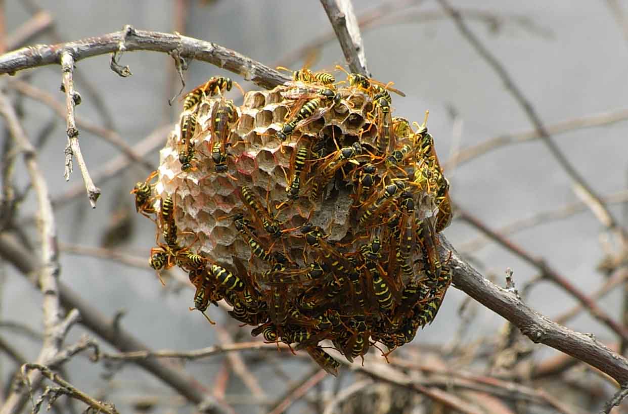 馬蜂窩是用什么做出來的?(馬蜂喜歡在什么地方做窩) 馬蜂窩是用什么做出來的?(馬蜂喜歡在什么地方做窩)