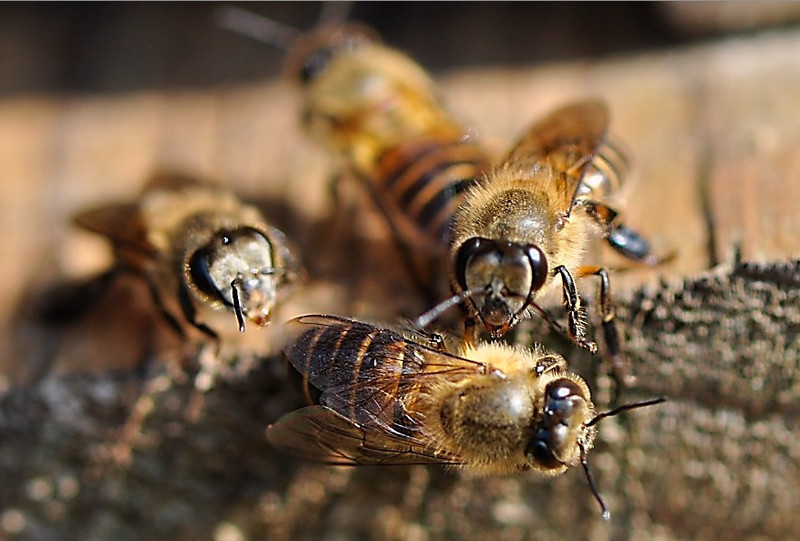 中蜂強群不分蜂經驗（中蜂強群養殖技術）