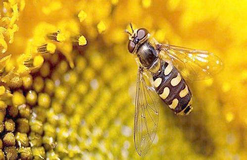 蜜蜂養(yǎng)殖成本高嗎？
