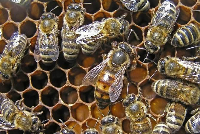 介王方法有哪些(附帶8種介紹蜂王方法) 介王方法有哪些(附帶8種介紹蜂王方法)