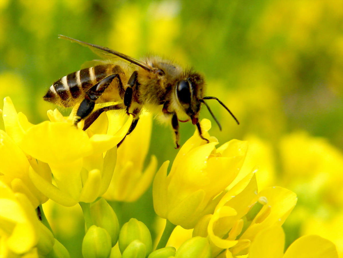 中蜂如何用雙王養成強群(中蜂雙王群的組建方法和技術 ) 中蜂如何用雙王養成強群(中蜂雙王群的組建方法和技術 )