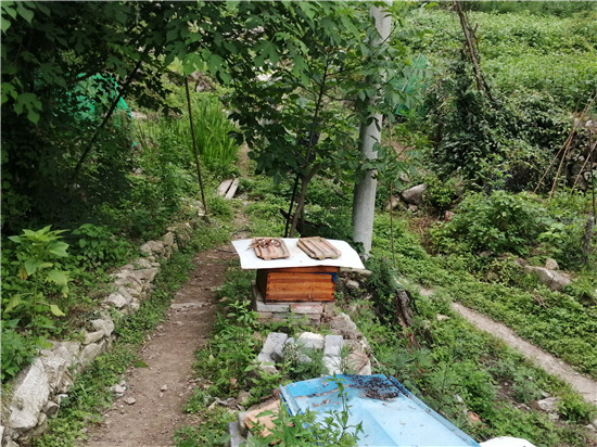 中蜂如何用雙王養成強群(中蜂雙王群的組建方法和技術 ) 中蜂如何用雙王養成強群(中蜂雙王群的組建方法和技術 )