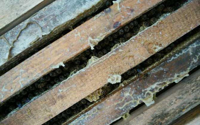 中蜂在隔板上造脾有影響嗎