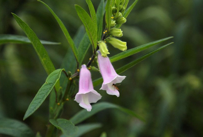 芝麻什么時候開花（秋天有什么蜜源植物）