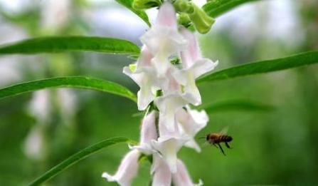 芝麻什么時候開花（秋天有什么蜜源植物）