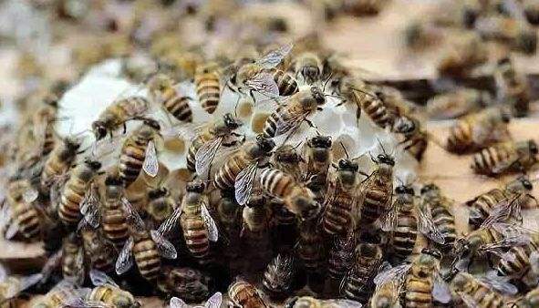 人工分蜂后如何讓蜂群快速繁殖？