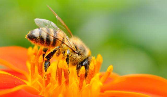 人工分蜂后如何讓蜂群快速繁殖？