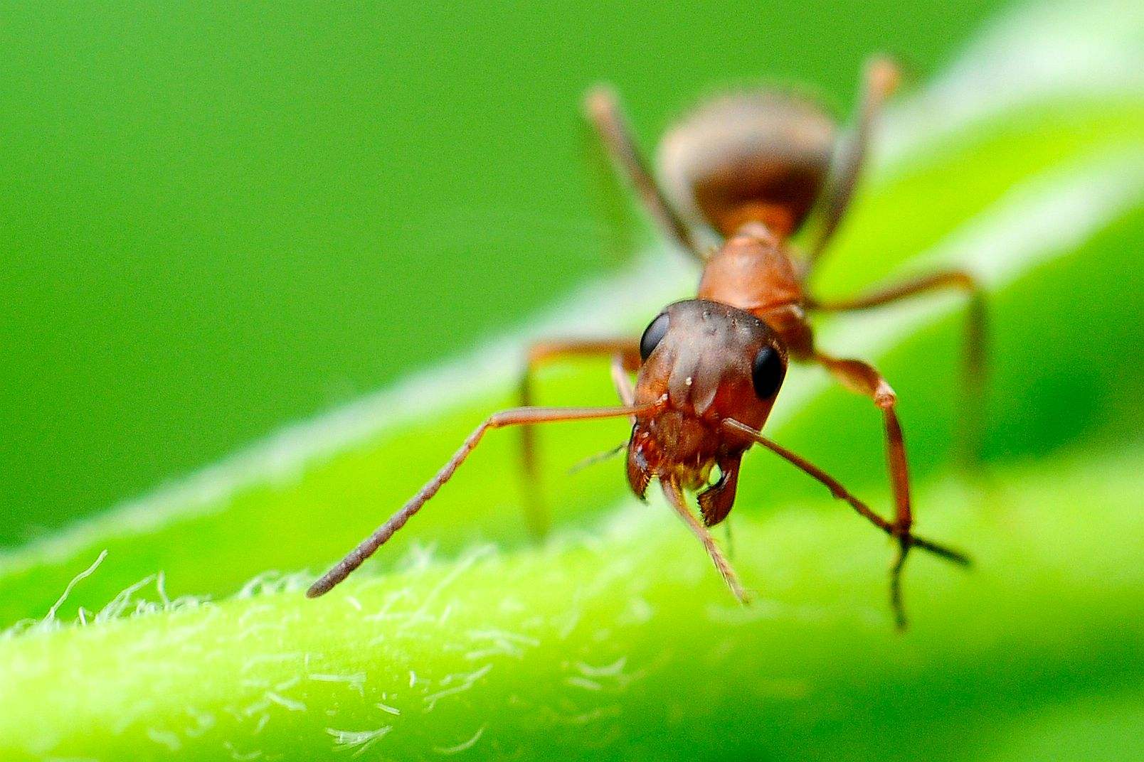 養(yǎng)蜂怎樣防治螞蟻? 養(yǎng)蜂怎樣防治螞蟻?
